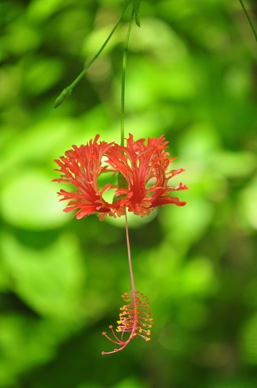 風鈴に似た姿をした フウリンブッソウゲ 花いろいろ