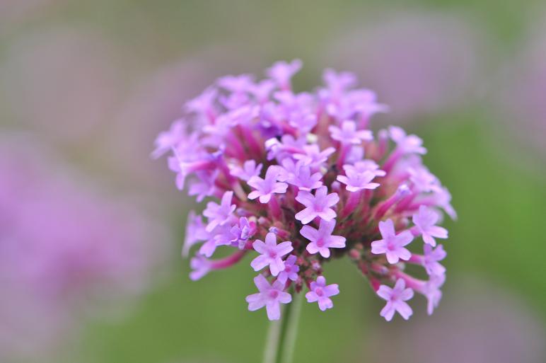サンジャクバーベナ他 花いろいろ サンジャクバーベナ他 花いろいろ