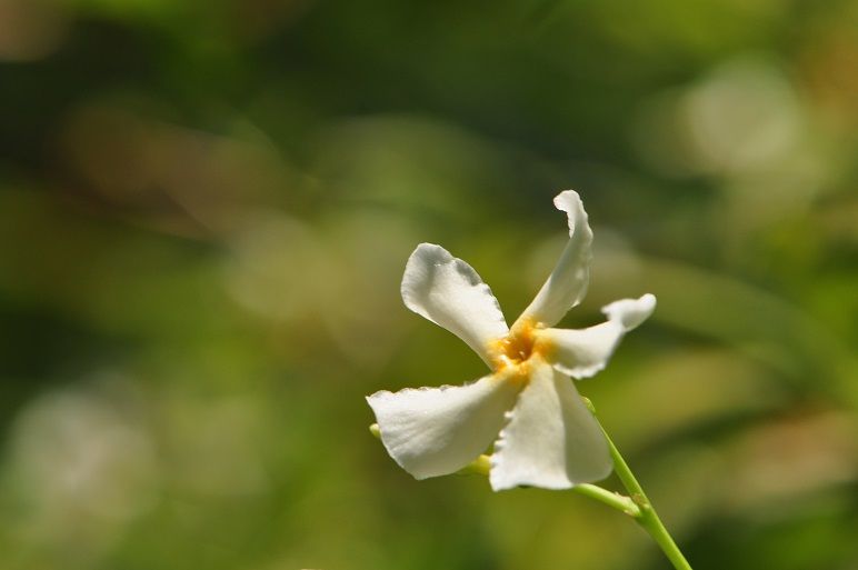 ジャスミンに似た芳香を放つ テイカカズラ 花いろいろ ジャスミンに似た芳香を放つ テイカカズラ 花いろいろ