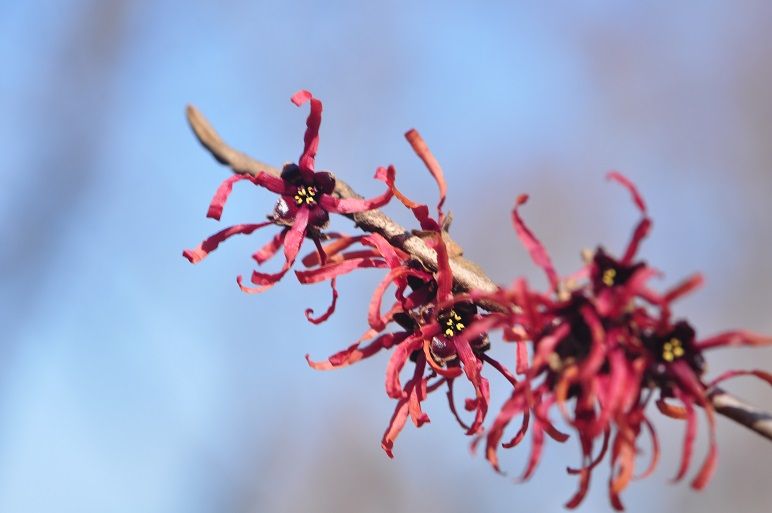美しい赤色の 紅花マンサク 花いろいろ