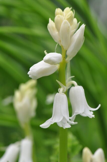 釣鐘状の花 シラーカンパニュラータ 花いろいろ