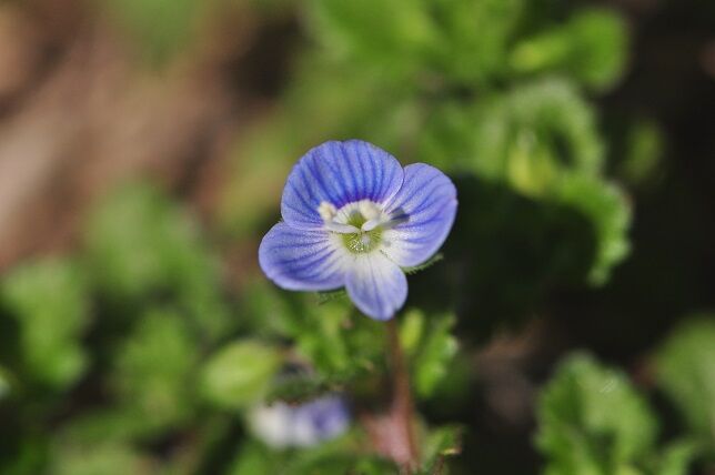 春の訪れを感じさせる オオイヌノフグリ 花いろいろ