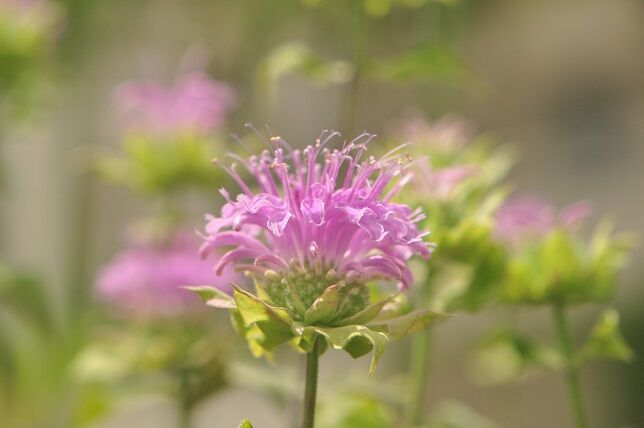 暑さ寒さに強い モナルダ 花いろいろ