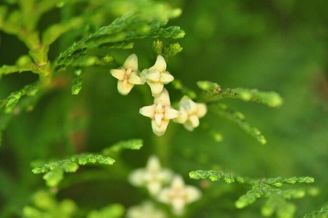 角状に尖ってそり返った果実 コノテガシワ 花いろいろ 角状に尖ってそり返った果実 コノテガシワ 花いろいろ