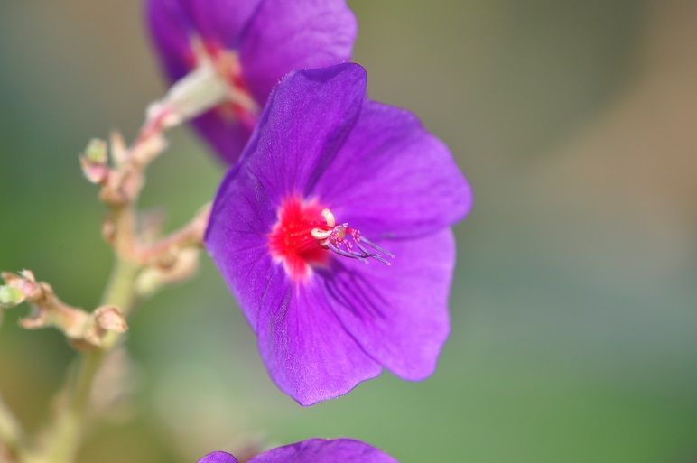 濃紫色の花 シコンノボタン 花いろいろ
