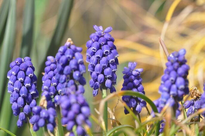 ブドウの房のような ムスカリ 花いろいろ ブドウの房のような ムスカリ 花いろいろ