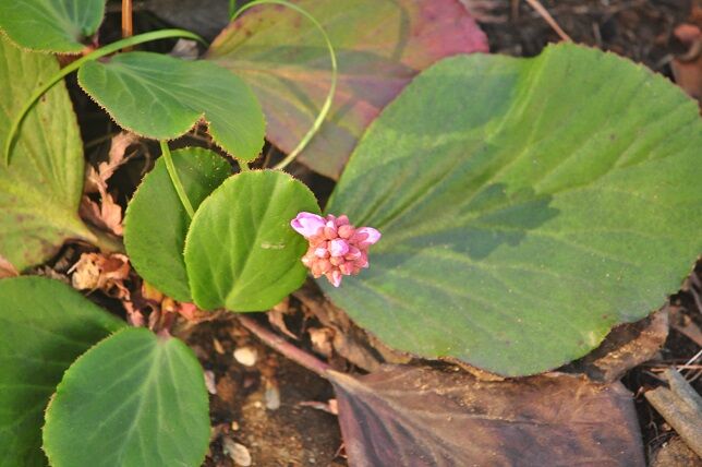 冷涼な気候を好む ヒマラヤユキノシタ 花いろいろ
