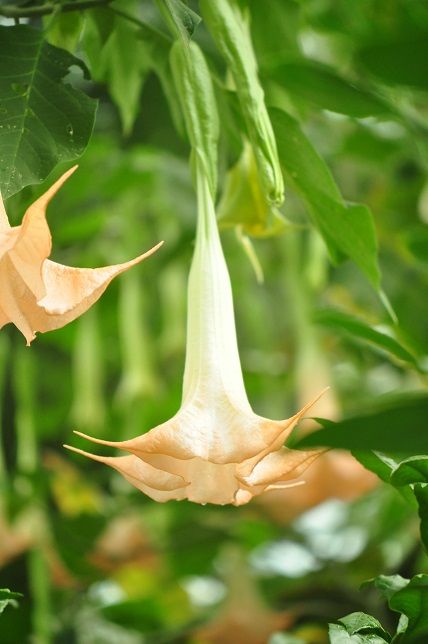 麻酔薬として使用した ダチュラ 花いろいろ