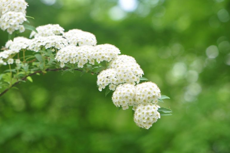 手鞠状の花の塊が愛らしい コデマリ 花いろいろ