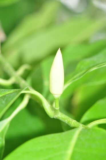 香りのある花 ギンコウボク 花いろいろ