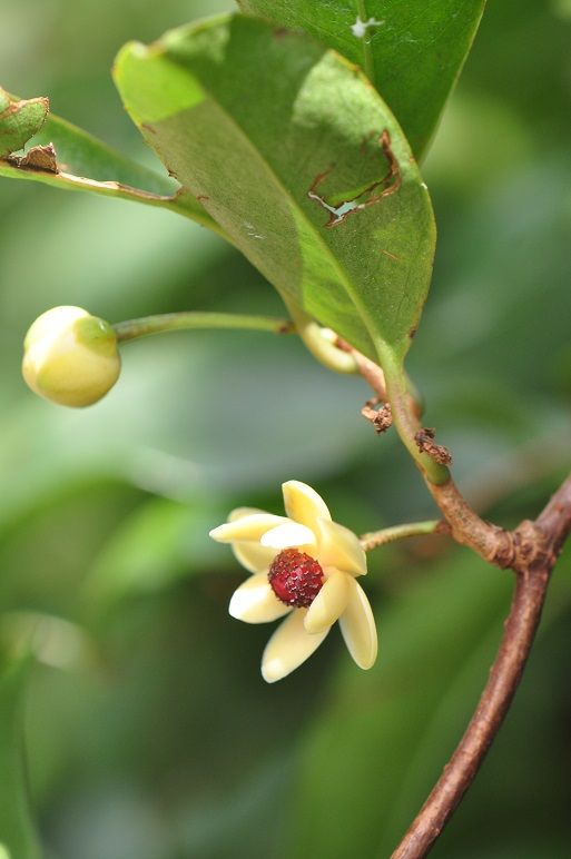 雄花も雌花もユニークな ビナンカズラ 花いろいろ 雄花も雌花もユニークな ビナンカズラ 花いろいろ