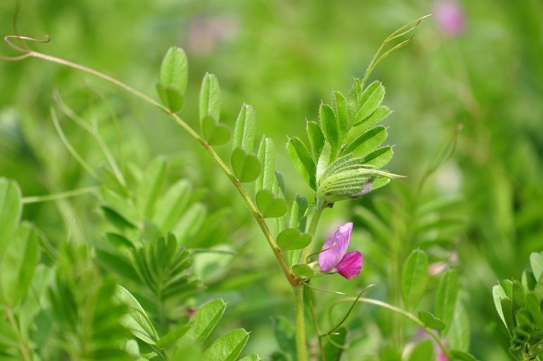 果実が真っ黒に熟す カラスノエンドウ 花いろいろ