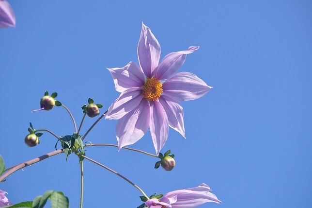 ダリア界の王様 皇帝ダリア 花いろいろ ダリア界の王様 皇帝ダリア 花いろいろ
