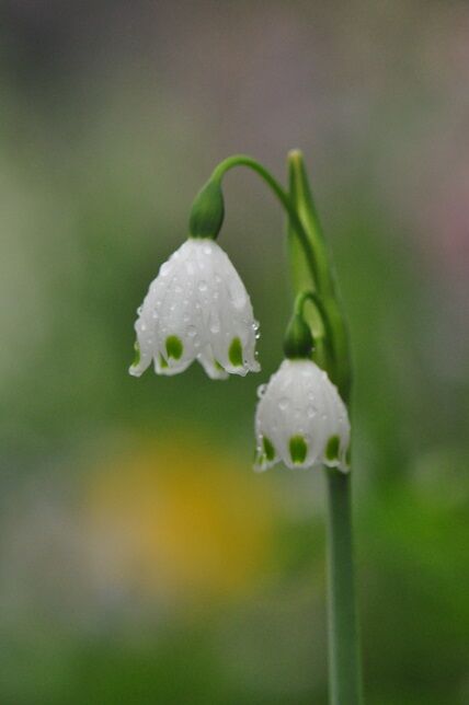 緑色の斑点模様が特徴 スノーフレーク 花いろいろ