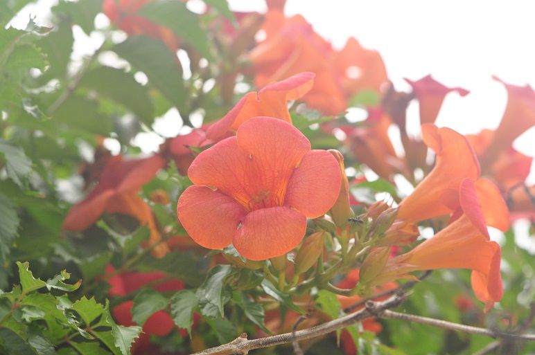 長寿の木 ノウゼンカズラ 花いろいろ