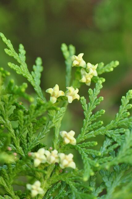 花も果実もユニークな コノテガシワ 花いろいろ 花も果実もユニークな コノテガシワ 花いろいろ