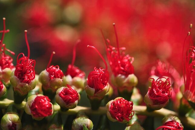 花の形がブラシのような ボトルブラシ 花いろいろ 花の形がブラシのような ボトルブラシ 花いろいろ