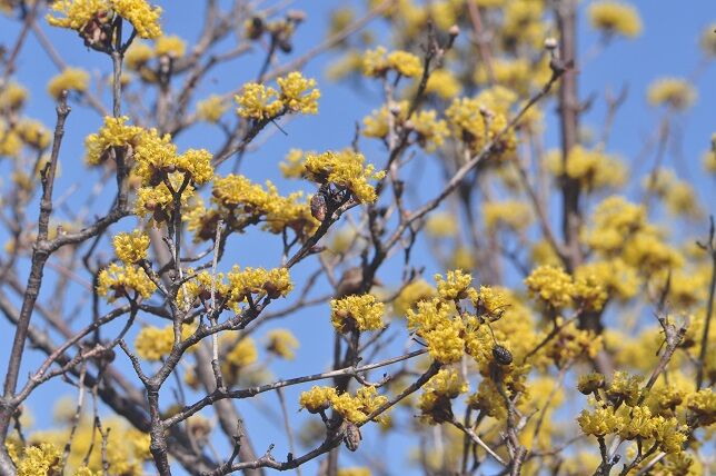 面白い形をした サンシュユ 花いろいろ