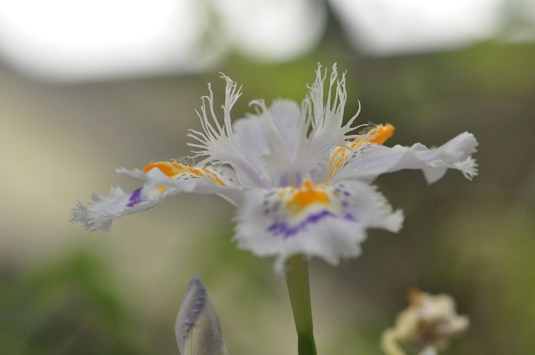 オレンジ色の模様が綺麗な シャガ 花いろいろ