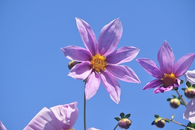 ダリア界の王様 皇帝ダリア 花いろいろ