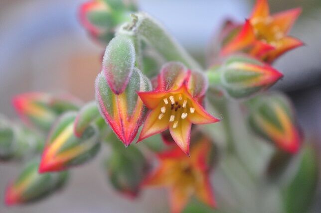 暑さ寒さに強い キンコウセイ 花いろいろ