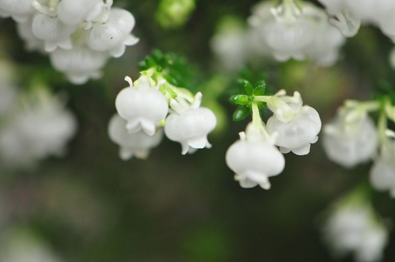 スズランに似た扁平な白い壺形の スズランエリカ 花いろいろ