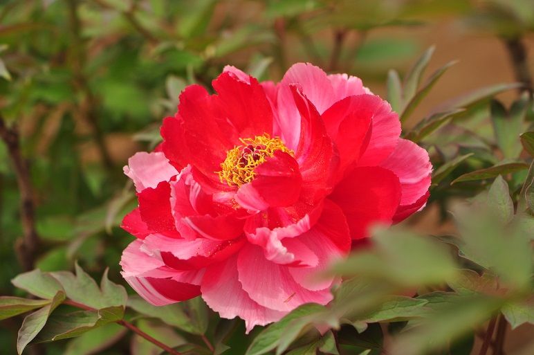 中国の国花 ボタン 花いろいろ