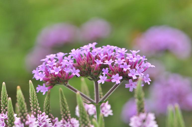 サンジャクバーベナ他 花いろいろ サンジャクバーベナ他 花いろいろ