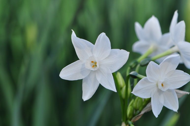 凛とした清楚な美しい真っ白な ペーパーホワイト 花いろいろ