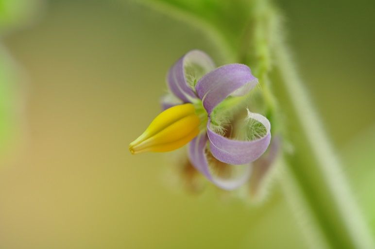 狐顔の面白い形の果実 フォックスフェイス 花いろいろ