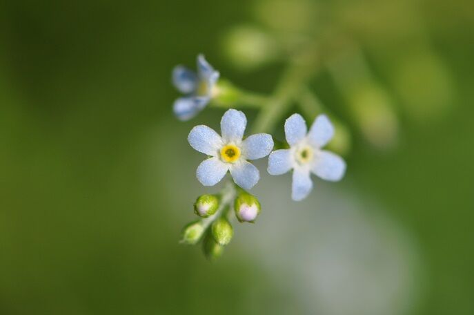 キュウリのような匂いがする キュウリグサ 花いろいろ