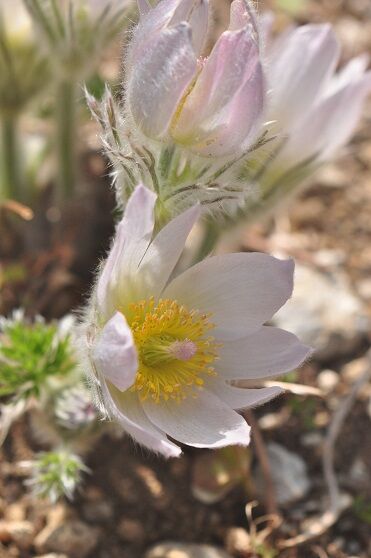 白い長毛で覆われている 西洋オキナソウ 花いろいろ