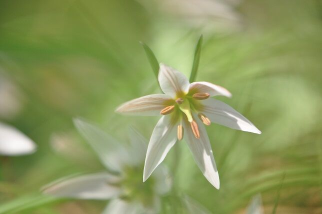 可憐な野生のチューリップに似た アマナ 花いろいろ