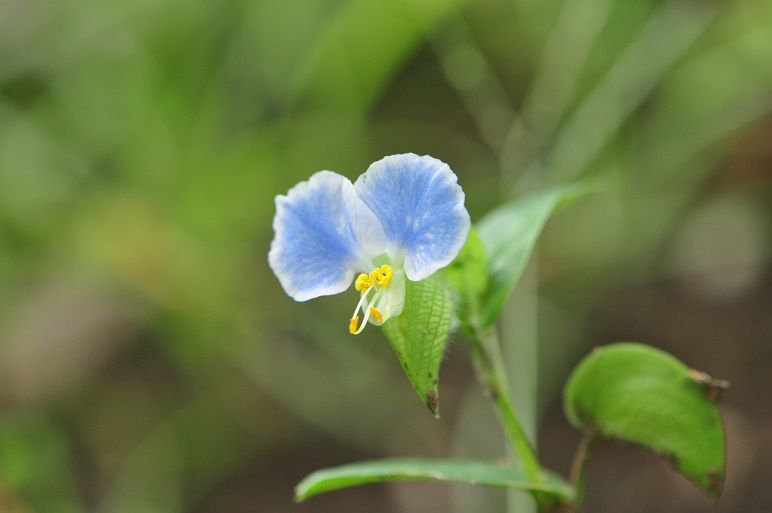 白い縁取りがお洒落な メガネツユクサ 花いろいろ 白い縁取りがお洒落な メガネツユクサ 花いろいろ