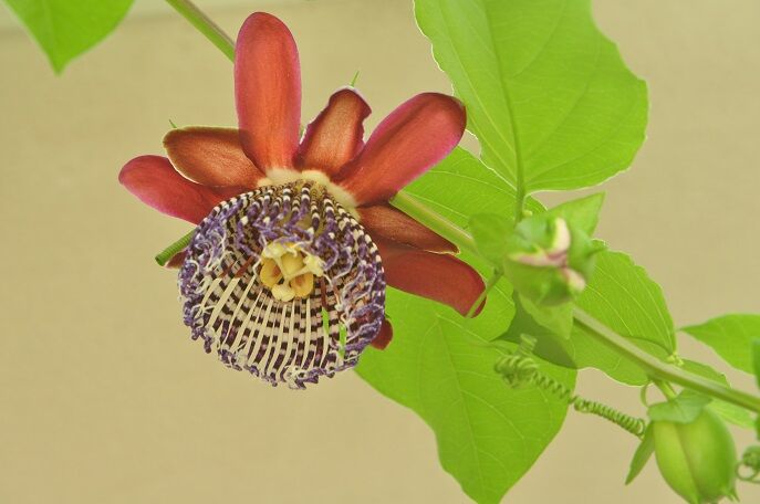 神秘な花 クダモノトケイソウ 花いろいろ
