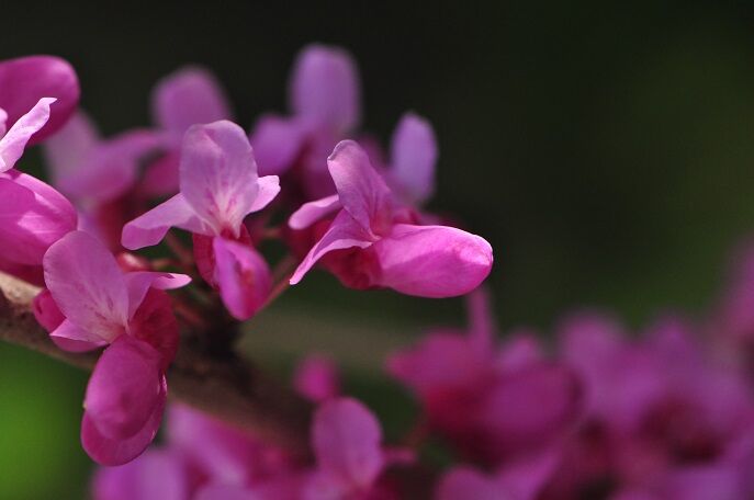 ピンク色の小さい蝶形の花 ハナズホウ 花いろいろ ピンク色の小さい蝶形の花 ハナズホウ 花いろいろ