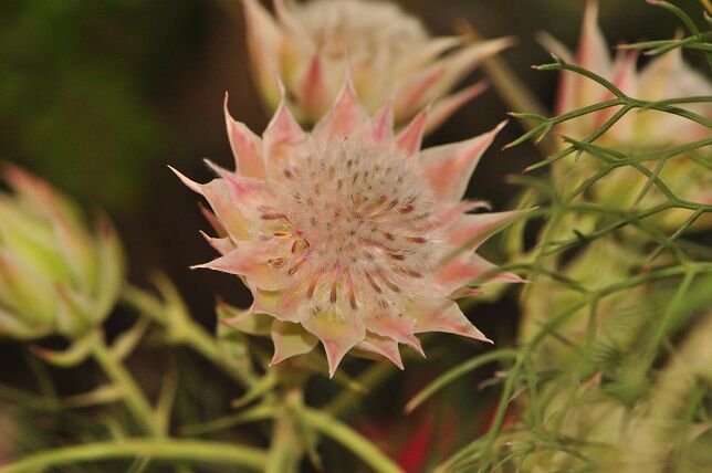 繊細な雰囲気の セルリア 花いろいろ
