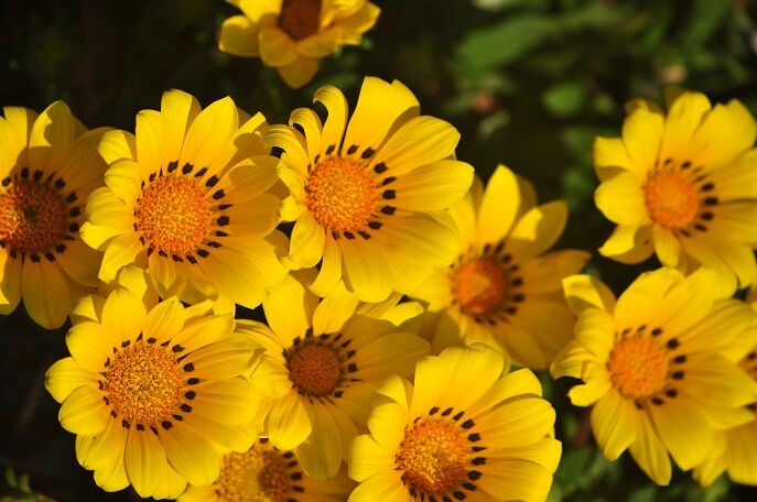 鮮やかな花 ガザニア 花いろいろ 鮮やかな花 ガザニア 花いろいろ