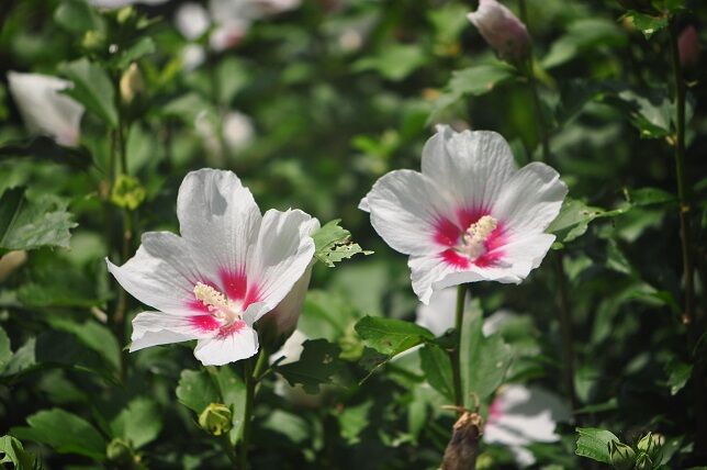 韓国の国花 ムクゲ 花いろいろ