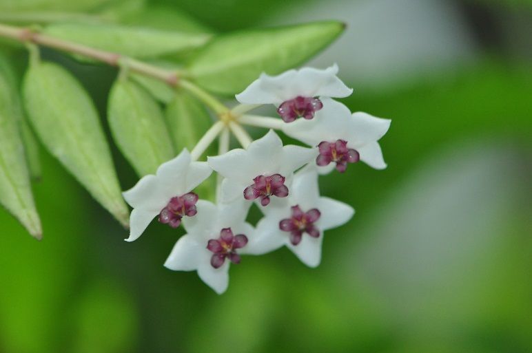 陶花のような ホヤ 花いろいろ 陶花のような ホヤ 花いろいろ
