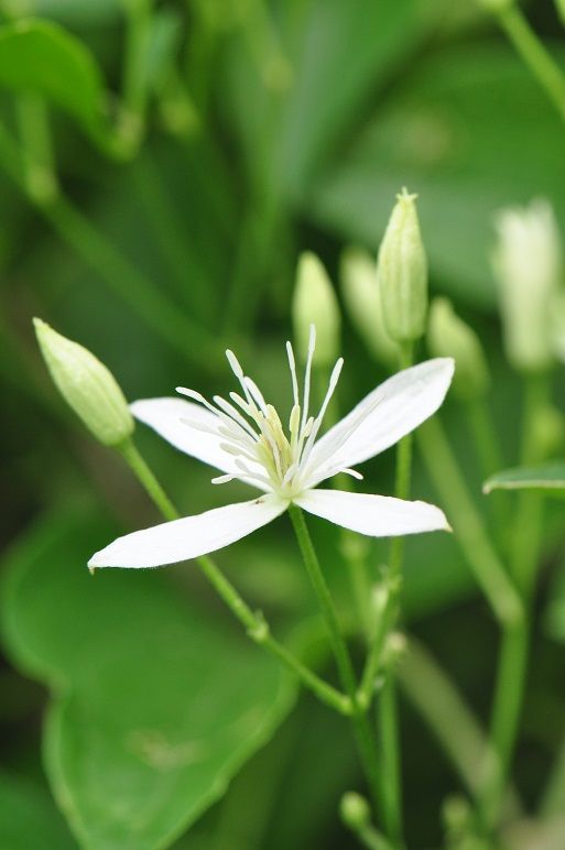 毒性の強い センニンソウ 花いろいろ 毒性の強い センニンソウ 花いろいろ