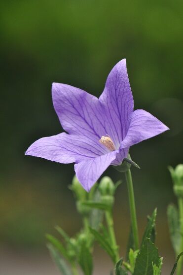 星型の花 キキョウ 花いろいろ