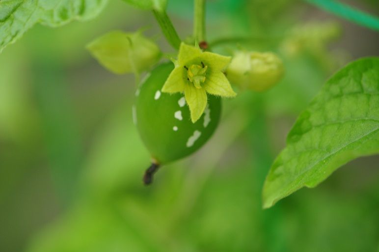グリーンカーテンに最適な オキナワスズメウリ 花いろいろ グリーンカーテンに最適な オキナワスズメウリ 花いろいろ