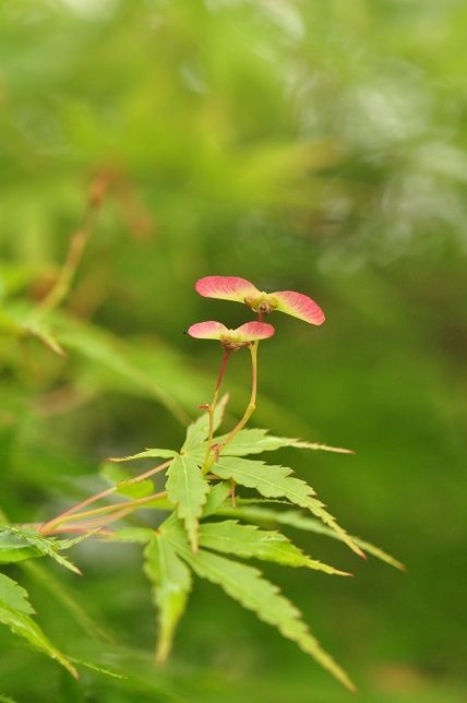 竹とんぼのような種子 モミジ 花いろいろ 竹とんぼのような種子 モミジ 花いろいろ