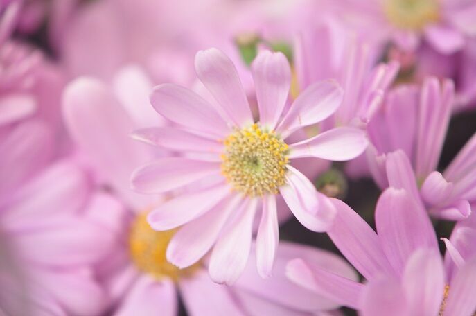 カラフルな春の花 サイネリア 花いろいろ カラフルな春の花 サイネリア 花いろいろ