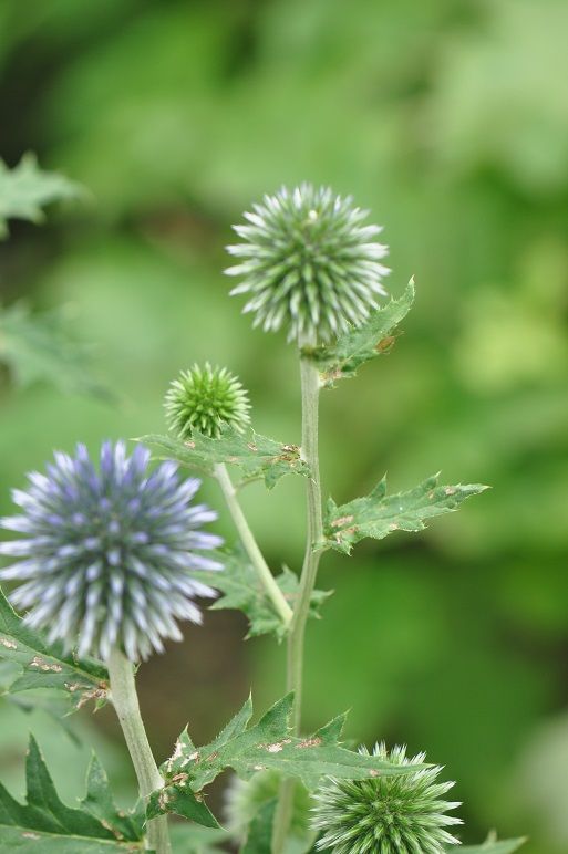 ハリネズミのような エキノプス 花いろいろ ハリネズミのような エキノプス 花いろいろ