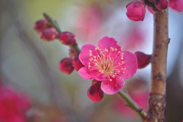 以外と多い梅の別名 紅梅 花いろいろ