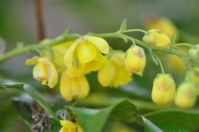 葉にトゲがある ヒイラギナンテン 花いろいろ