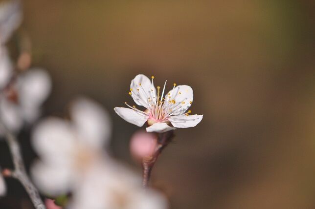 淡いピンク色の５弁の花 ベニバスモモ 花いろいろ