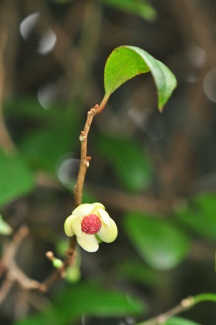 花も果実も特徴のある ビナンカズラ 花いろいろ
